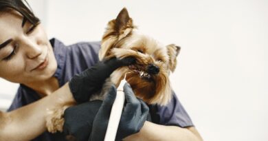 Brushing dogs teeth Mastering Dental Care