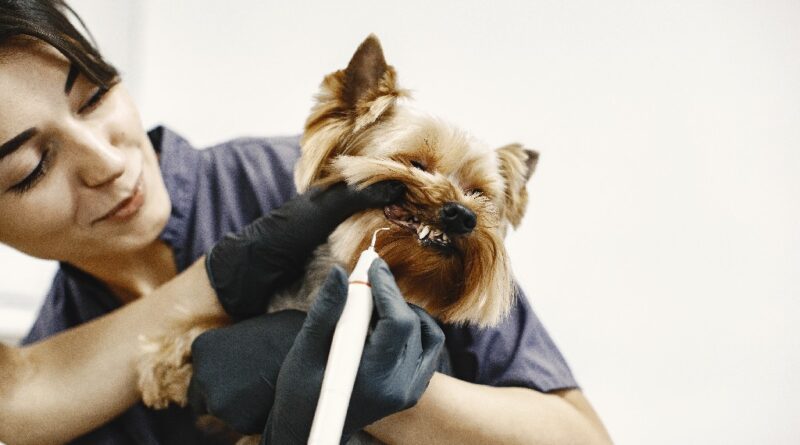 Brushing dogs teeth Mastering Dental Care