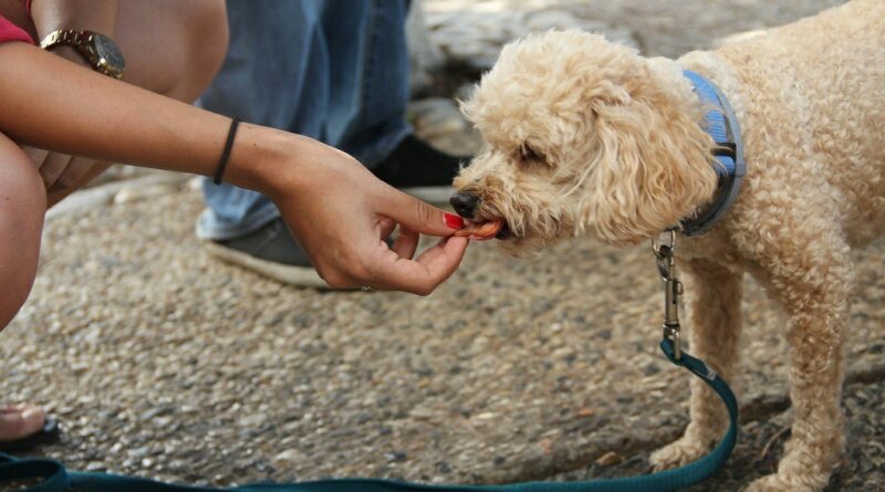 Heartworm Disease in Dogs