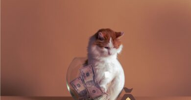 Pet on Budget- A Comprehensive Guide