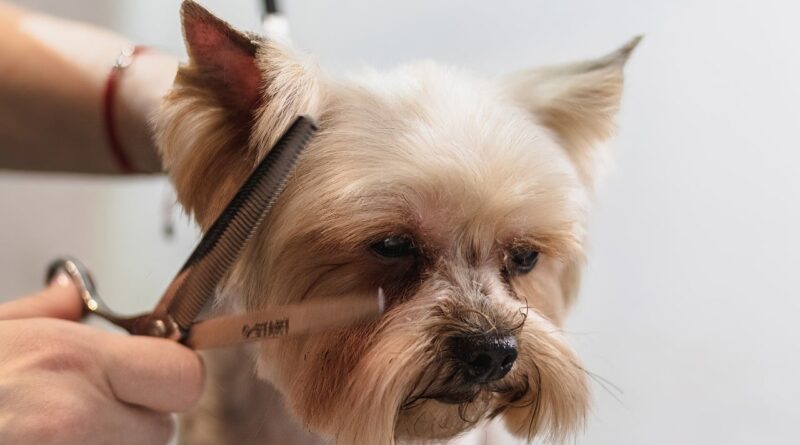 dog-hair-shedding