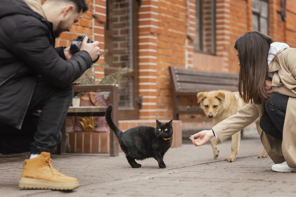 dog socialization