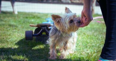 Dog Training at Home