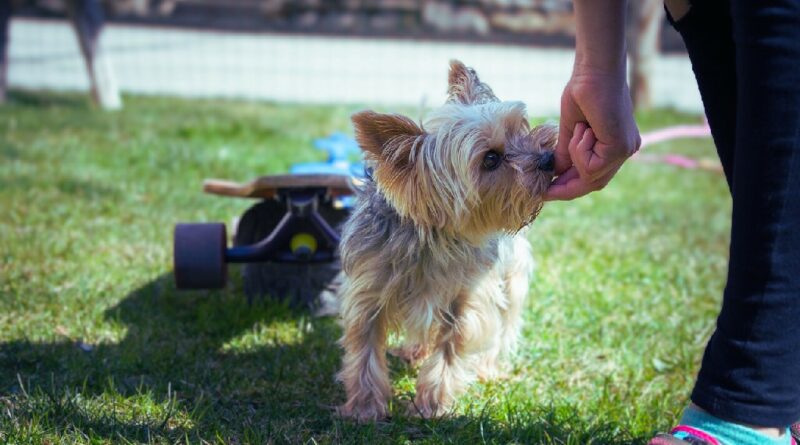 Dog Training at Home