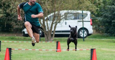 training-and-socializing-pet