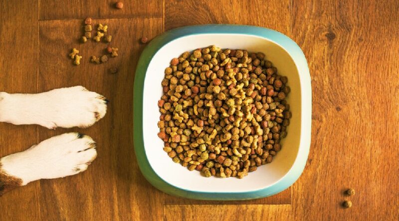 Food Allergies in Dogs